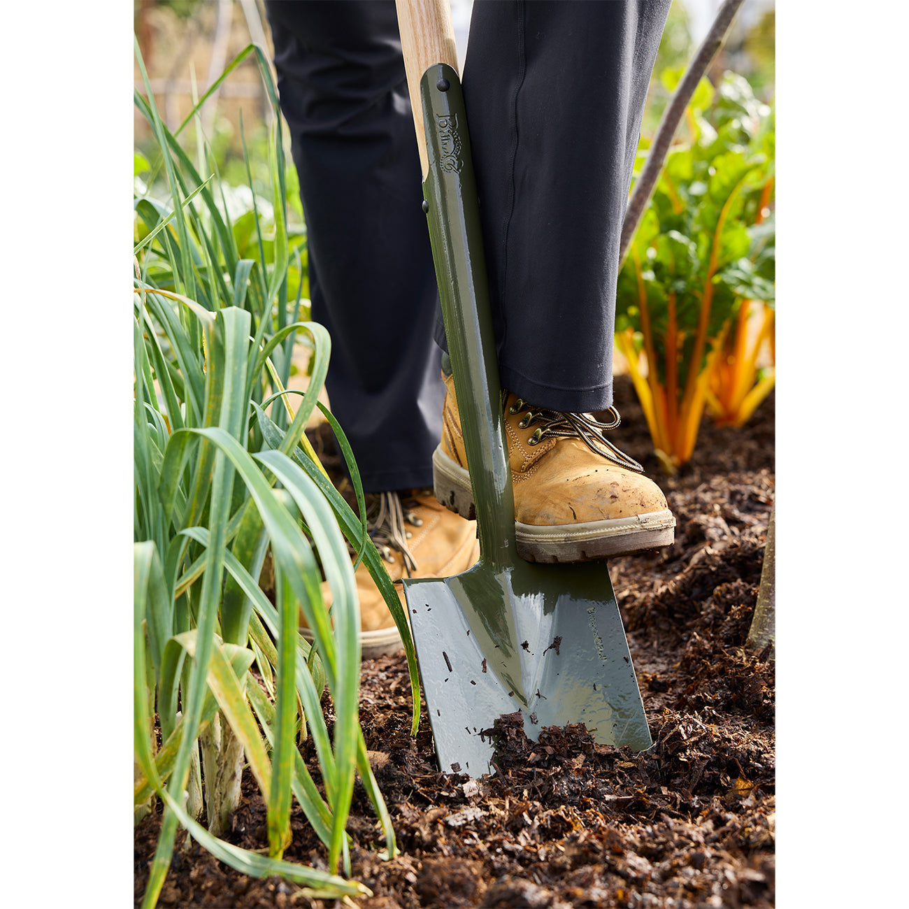 BoronGreen Border Spade - RHS Endorsed